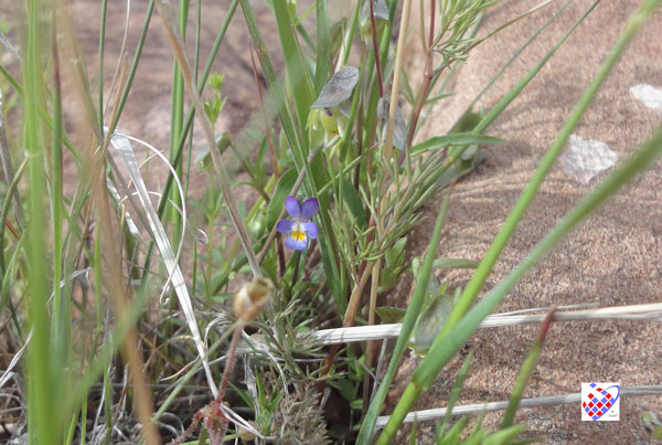 گل عینالی  Eynali flowers